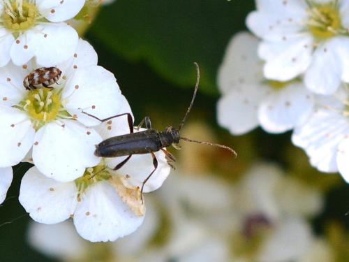 Réf. 358 538 : Grammoptera ruficornis